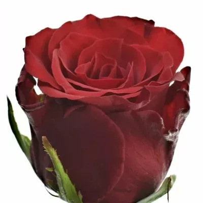 Rudá růže RED 8 50cm (M)