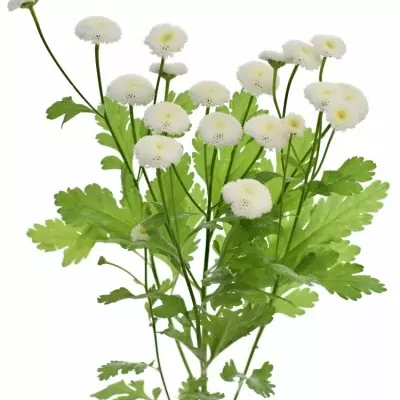 Vratič obecný PA RIO 600g