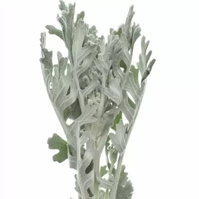Senecio CINERARIA VERGILIU 40cm