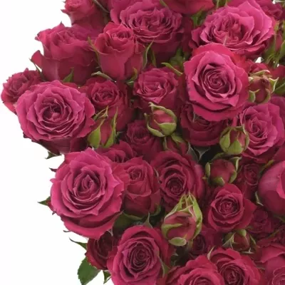 Fialová růže trsová TR PASEO 40cm/4+