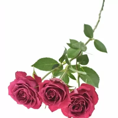 Fialová růže TR PASEO