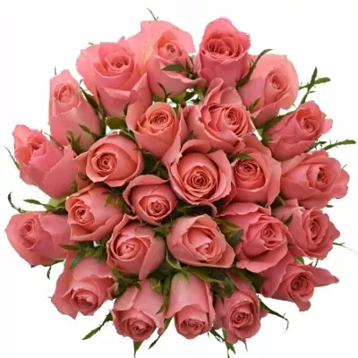 Kytice 25 růžových růží ACE PINK 60cm