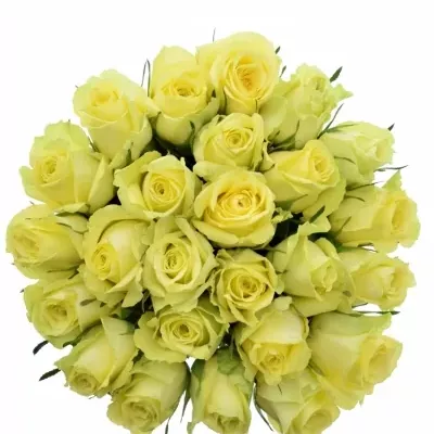 Jednodruhová kytice 25 zelených růží GREEN BANDIT! 50 cm