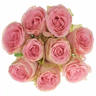 Jednodruhová kytice 9 růžových růží SOPHIA LOREN 80 cm