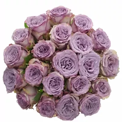 Kytice 21 fialových růží DOLCETTO! 40cm