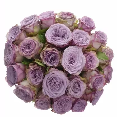 Kytice 25 fialových růží DOLCETTO! 60cm