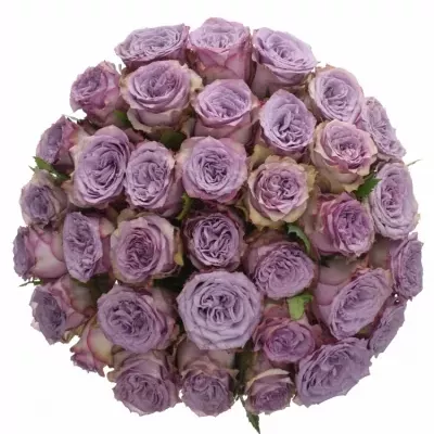 Kytice 35 fialových růží DOLCETTO! 50cm