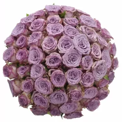 Kytice 55 fialových růží DOLCETTO! 50cm