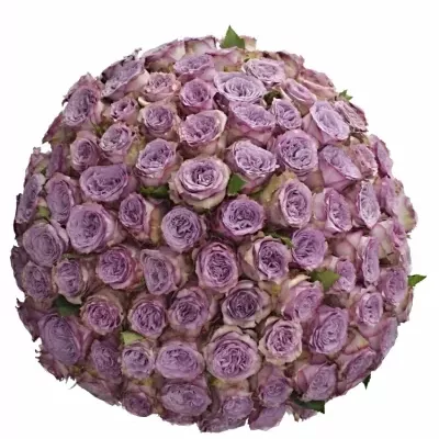 100 jednodruhových fialových růží DOLCETTO! 50 cm v kytici