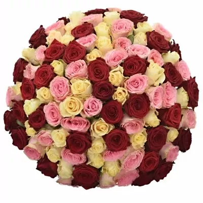 100 míchaných vícebarevných růží SCARLETT 80 cm v kytici