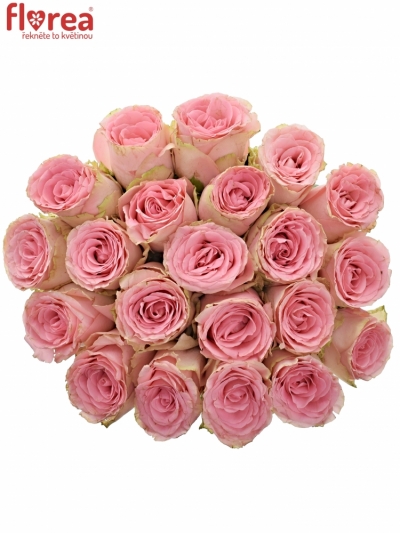 Kytice 21 růžových růží SOPHIA LOREN 90cm