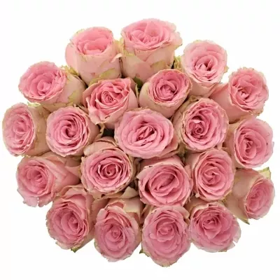 Jednodruhová kytice 21 růžových růží SOPHIA LOREN 90 cm
