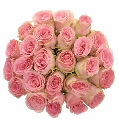 Kytice 25 růžových růží SOPHIA LOREN 35cm