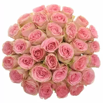 Kytice 35 růžových růží SOPHIA LOREN 90cm