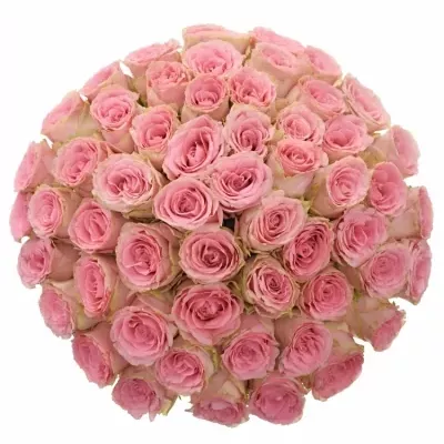 Kytice 55 růžových růží SOPHIA LOREN 90cm