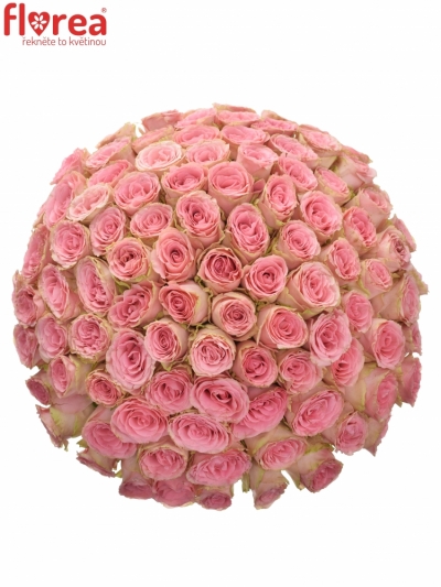 Kytice 100 růžových růží SOPHIA LOREN 60cm