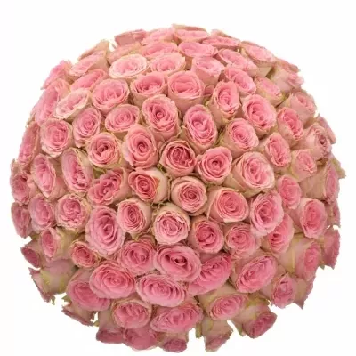 Kytice 100 růžových růží SOPHIA LOREN 50cm