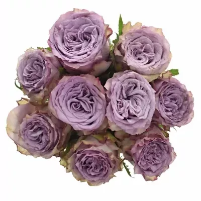 Kytice 9 fialových růží DOLCETTO! 50cm