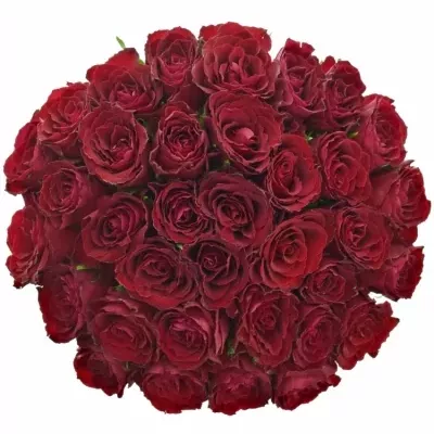 Jednodruhová kytice 35 červených růží MADAM RED 40 cm