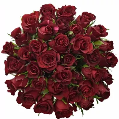 Kytice 35 rudých růží BURGUNDY 60cm
