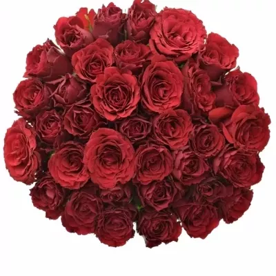 Jednodruhová kytice 35 červených růží UPPER CLASS 50 cm