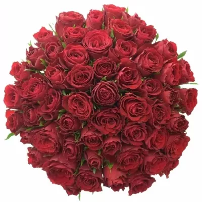Jednodruhová kytice 55 červených růží MADAM RED 60 cm