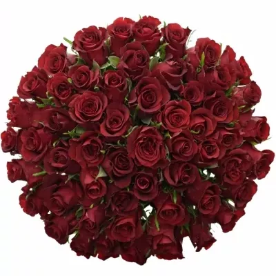 Kytice 55 rudých růží BURGUNDY 40cm