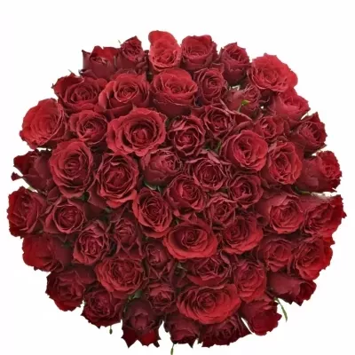 Kytice 55 rudých růží UPPER CLASS 60cm