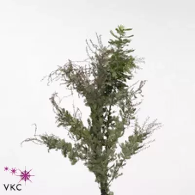 ACACIA BAILEYANA PURPUREA 70cm