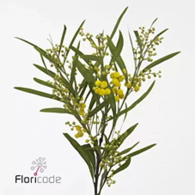 Acacia RETINODES 65cm