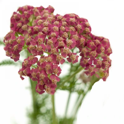 Achillea M BIANCA CLASS 60cm