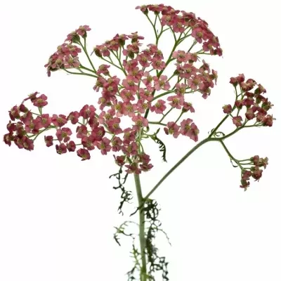 Achillea M BUBBLEGUM 75cm