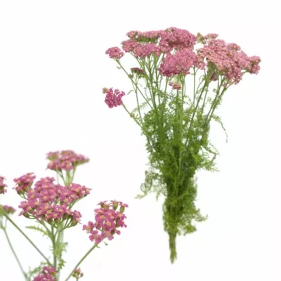 Achillea M LIEKIO 55cm