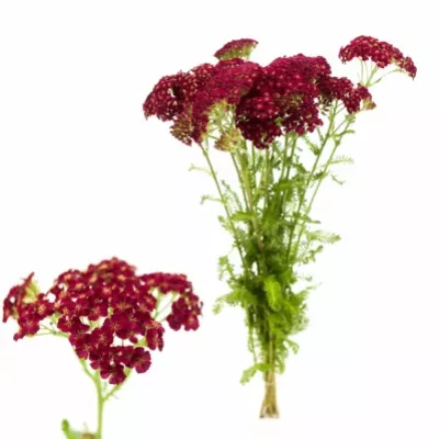 Achillea M REDNEK 40cm