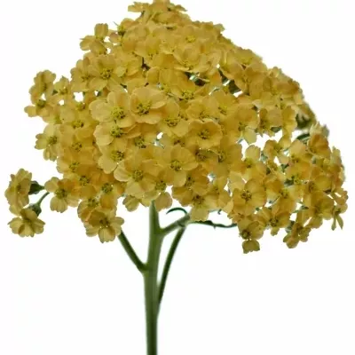 Achillea M SURPRISING SUNSET 70cm