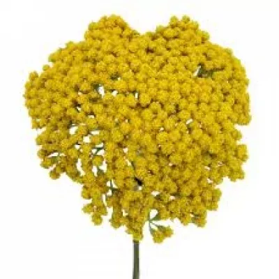 ACHILLEA MOONSHINE 40cm