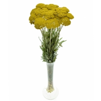 ACHILEA PARKS VARIETY