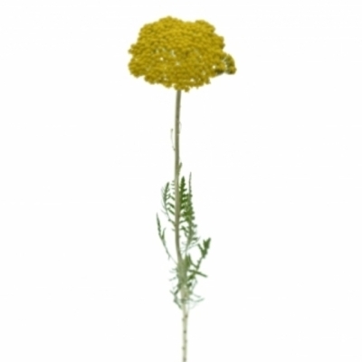ACHILEA PARKS VARIETY