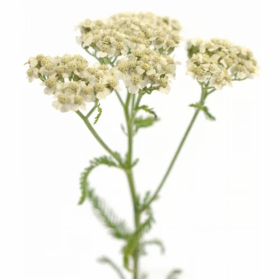 ACHILLEA WHITE BEAUTY 60cm