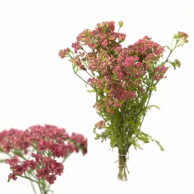 Achillea M LACHSSCHONHEIT 40cm