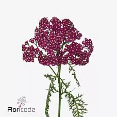 Achillea M SURPRISING CHARM 60cm