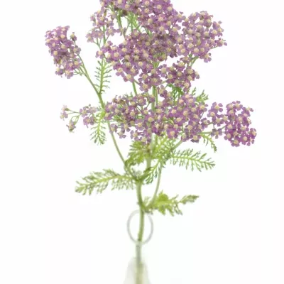 ACHILLEA MILLEFOLIUM MASTERCLASS PURPLE 60cm