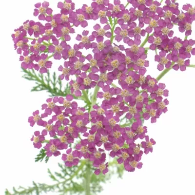 Řebříček MILLEFOLIUM MASTERCLASS PURPLE 55cm