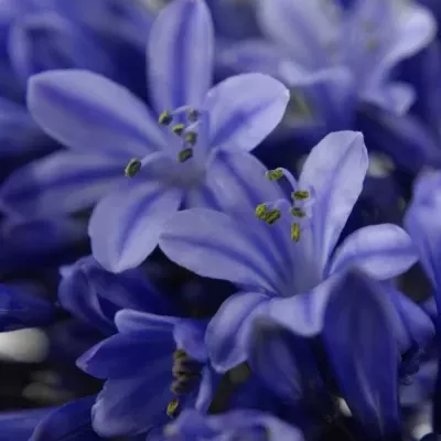 AGAPANTHUS DR. BROUWER