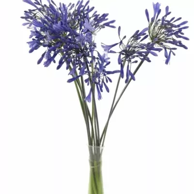 AGAPANTHUS DR. BROUWER