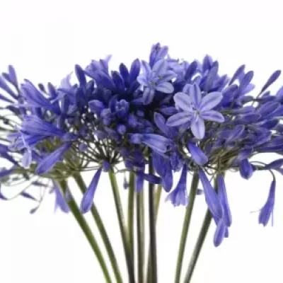 AGAPANTHUS DR. BROUWER