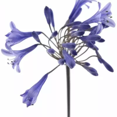 AGAPANTHUS DR. BROUWER