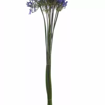 AGAPANTHUS DR. BROUWER