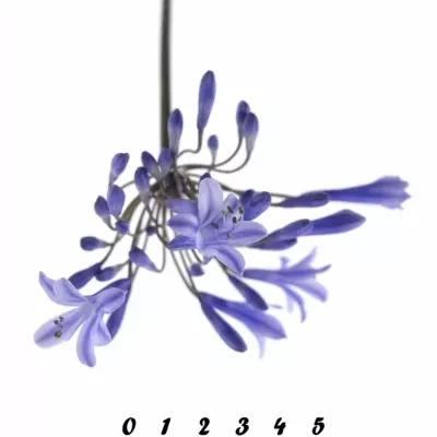 AGAPANTHUS DR. BROUWER