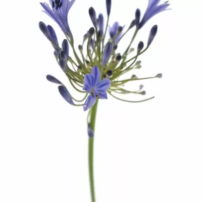 Agapanthus intermedius